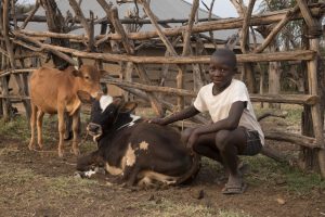 Gideon taking care of the family cows